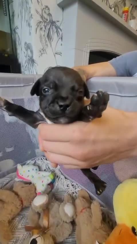 Mixed Breed dogs for sale: Staffie - Video 1