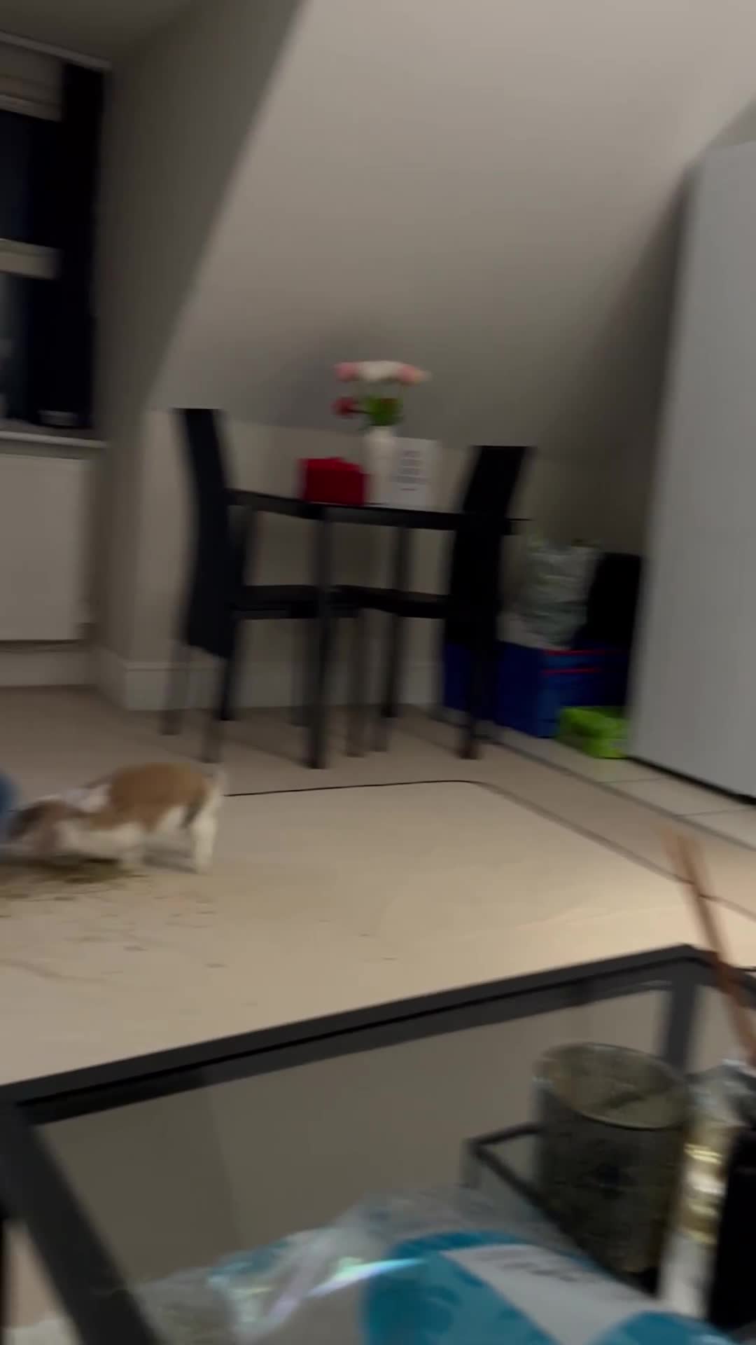 Mini Lop rabbits for sale: Female and male bonded rabbits for sale - Video 2