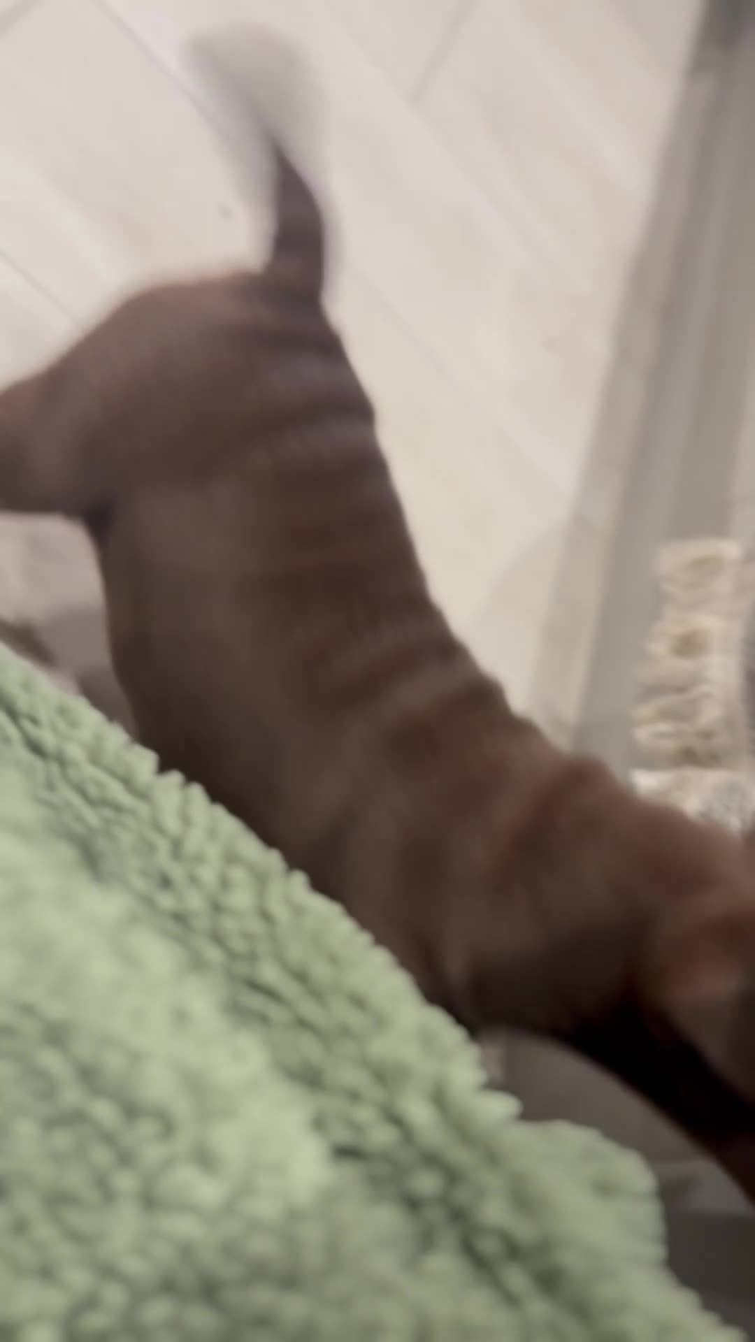 Olde English Bulldogge dogs for sale: Top quality olde English bulldogs - NEBBER REG - Video 4