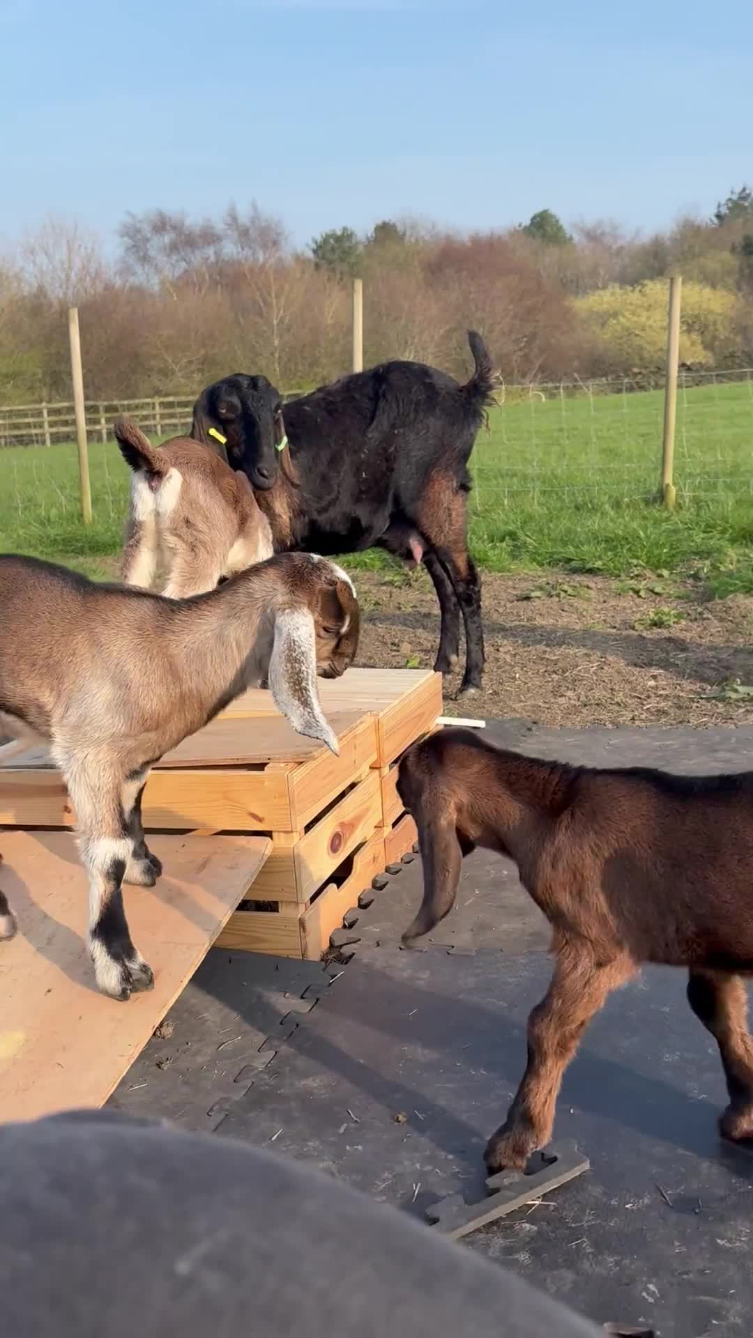 Goats livestock for sale: 2 Male Pedigree Anglo Nubian kids  in Sheffield - Video 1