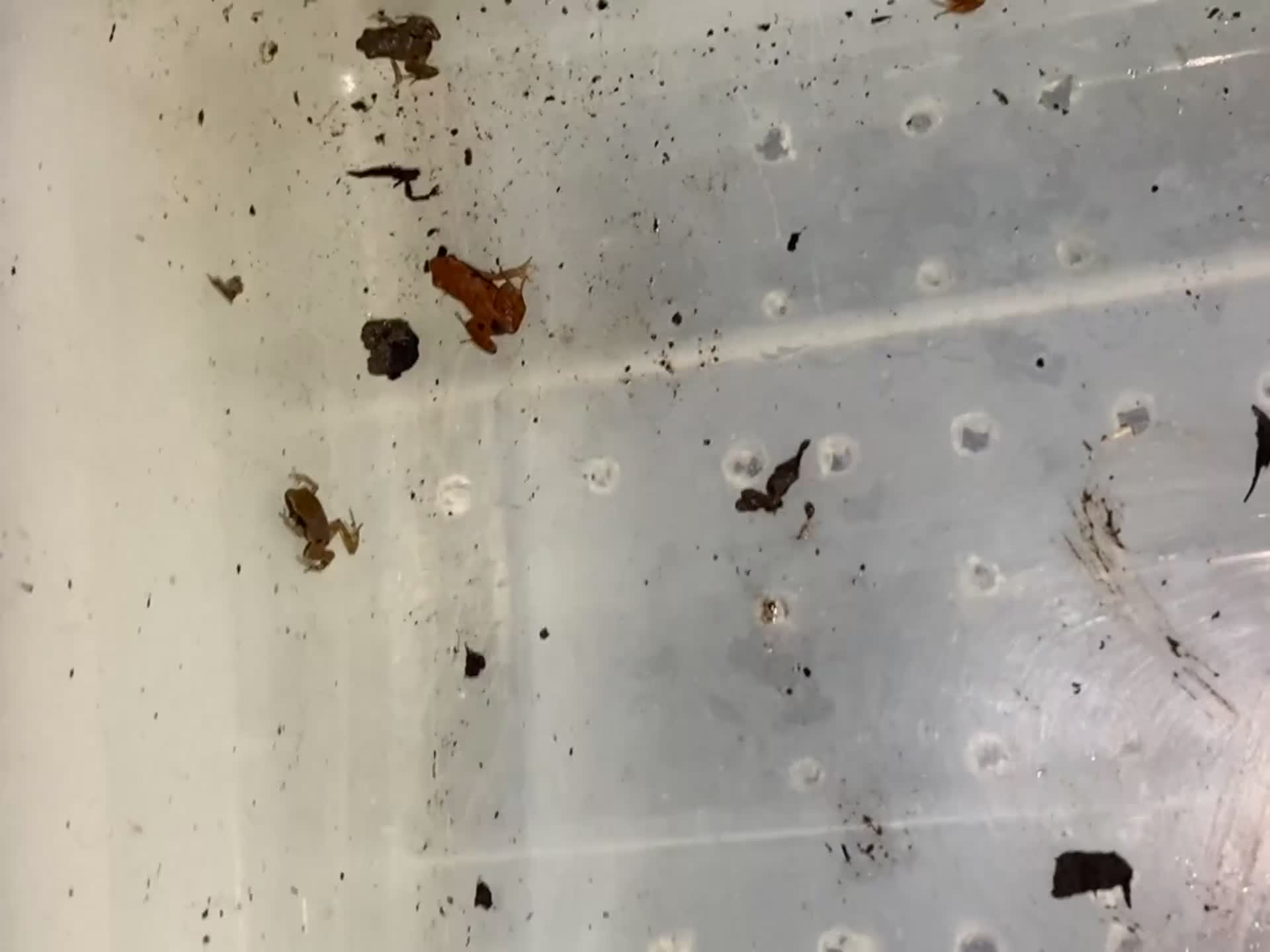 Frog reptiles for sale: UK Captive bred Mantella aurantiaca - Video 2