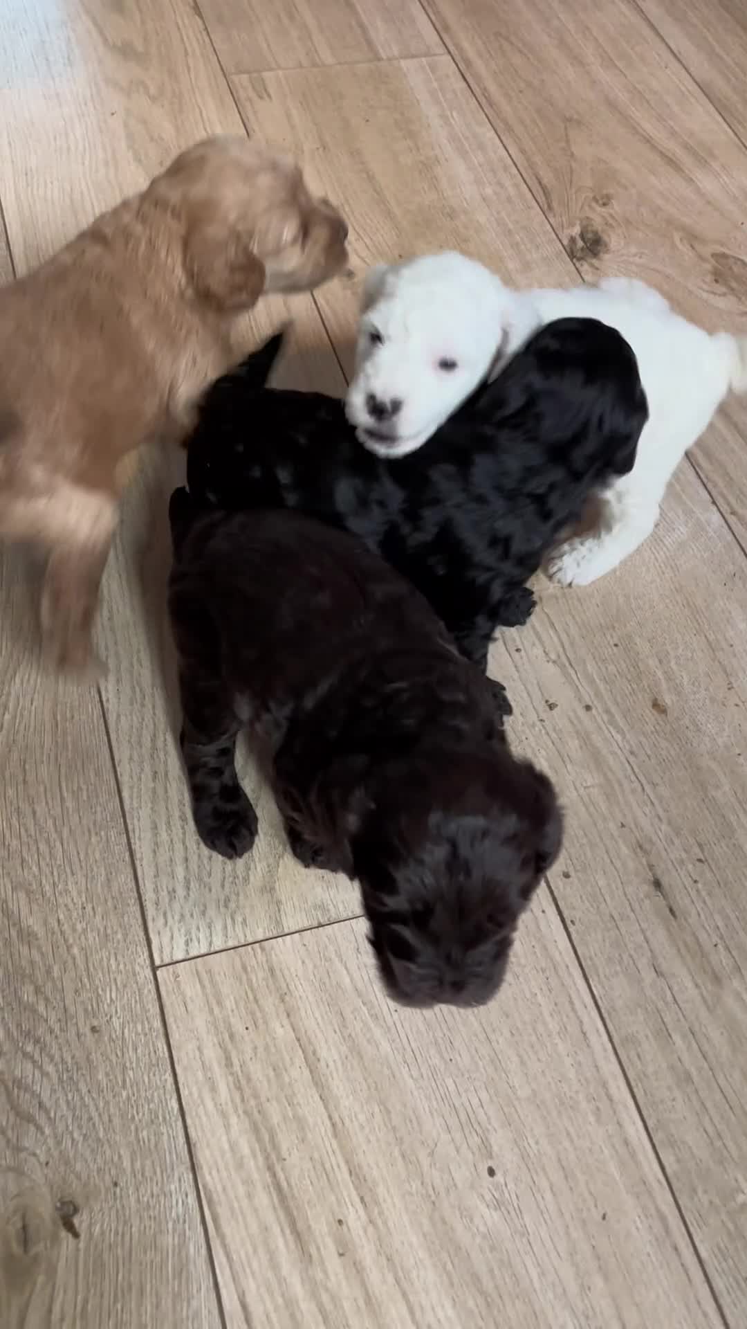Cockapoo dogs for sale: Adorable F2 Cockapoo Puppies  - Video 1
