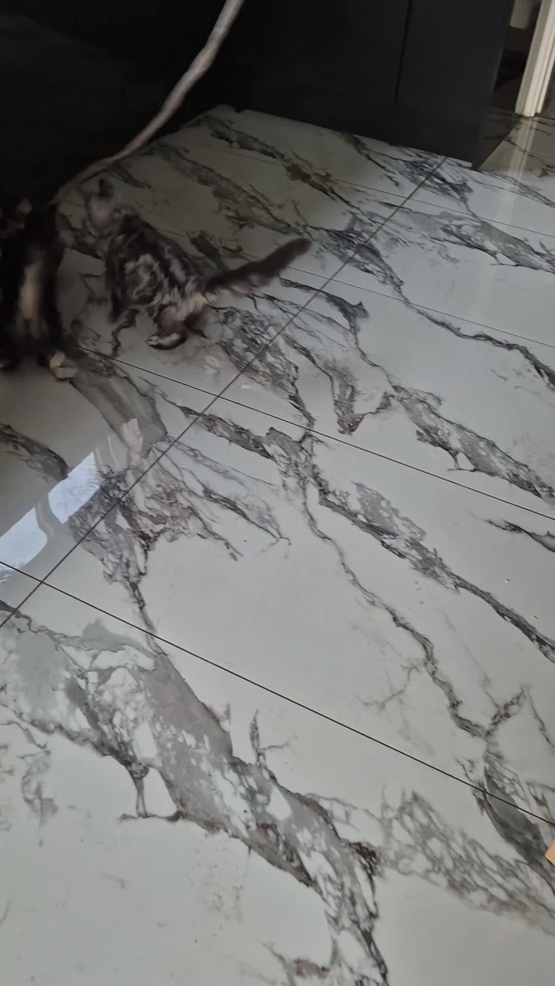Maine Coon cats for sale: Large Maine Coon Kittens chipped and vaccinated - Video 1