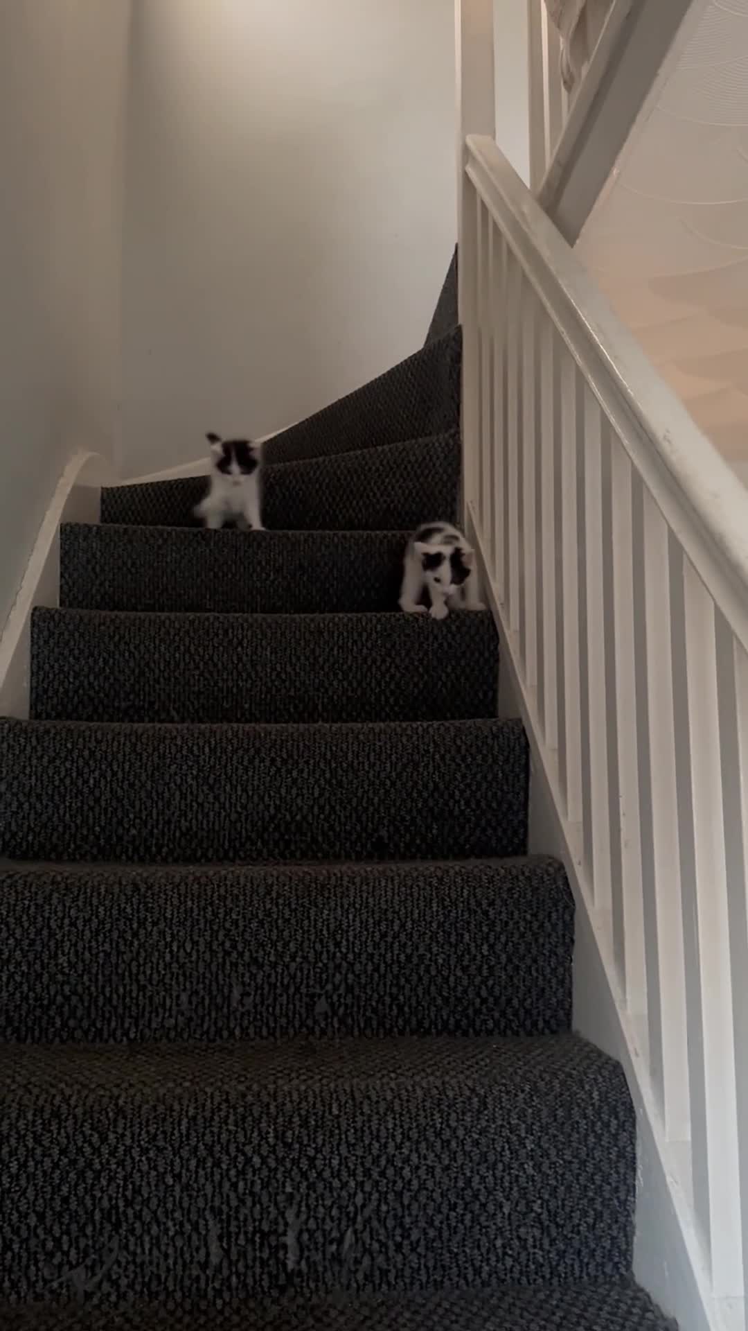 Mixed Breed cats for sale: 2x 10 week old kittens  - Video 2