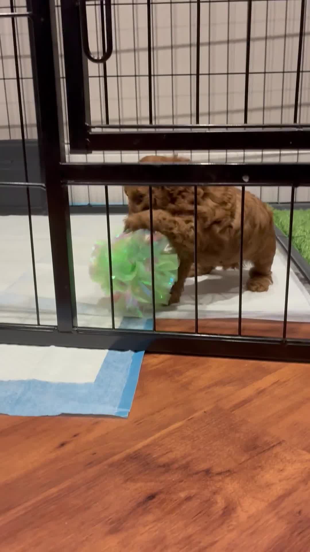 Toy Poodle dogs for sale: 5* Champion Bloodline  Asian Toy Poodles - Video 2