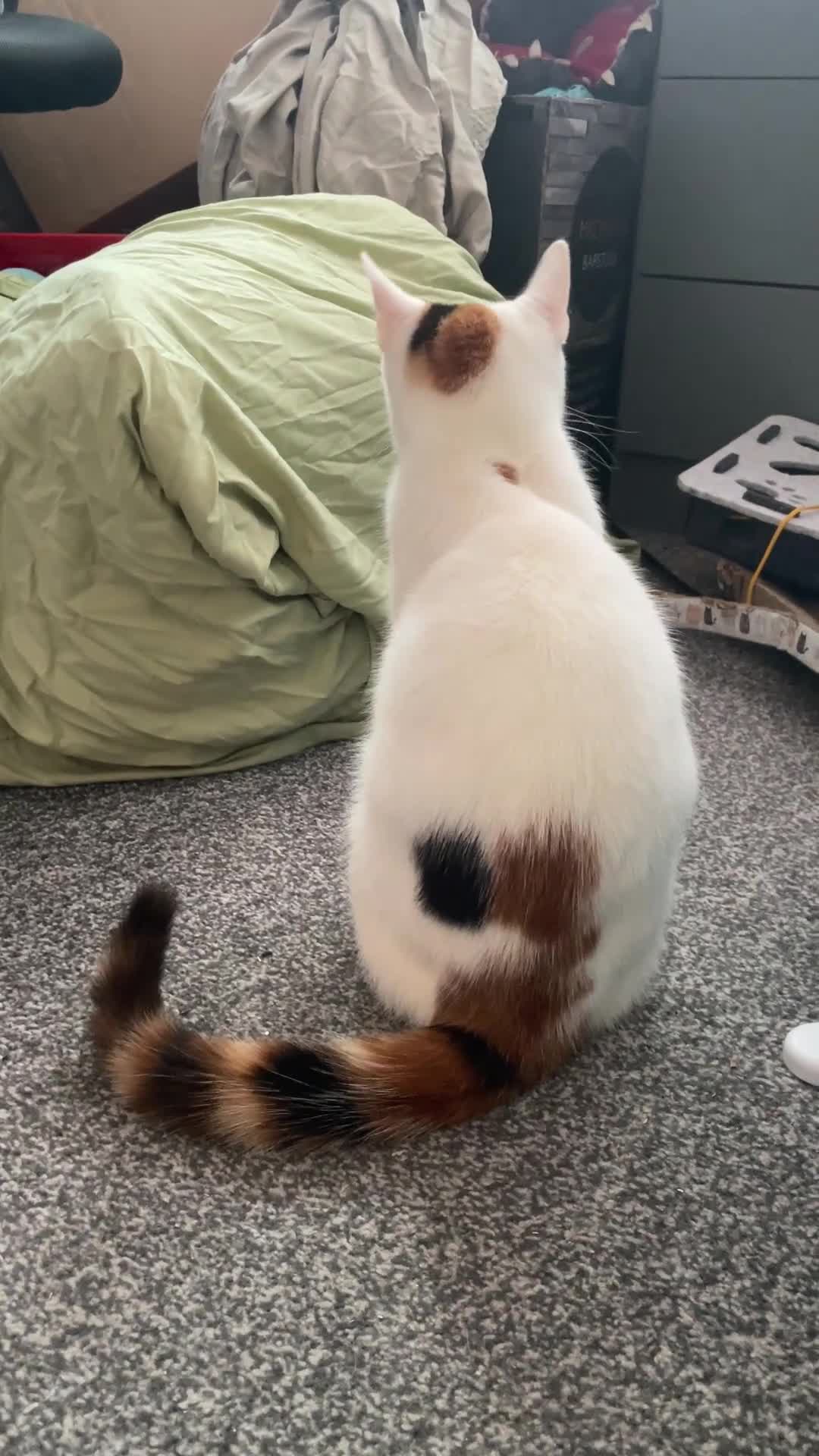 Mixed Breed cats for sale: Sweet & Playful Cat Duo Seeking Loving Home - Video 2