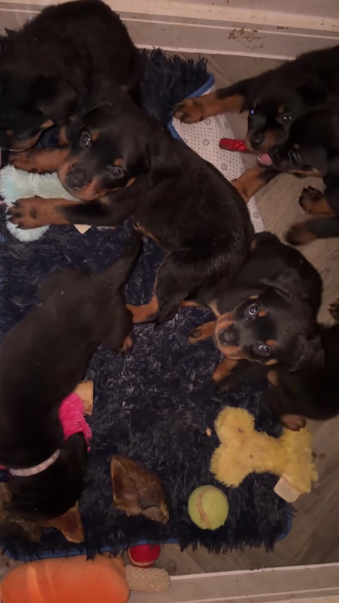 Rottweiler dogs for sale:  Rear top kc Champion rottie pups for sale ready  - Video 2
