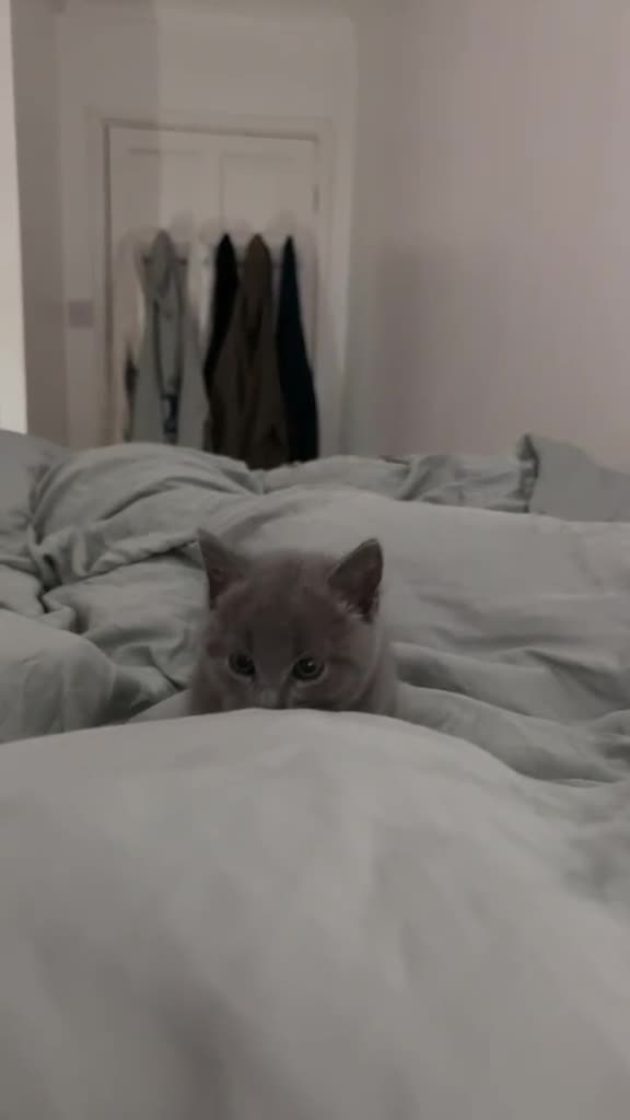 Russian Blue cats for sale: Russian blue x  - Video 1