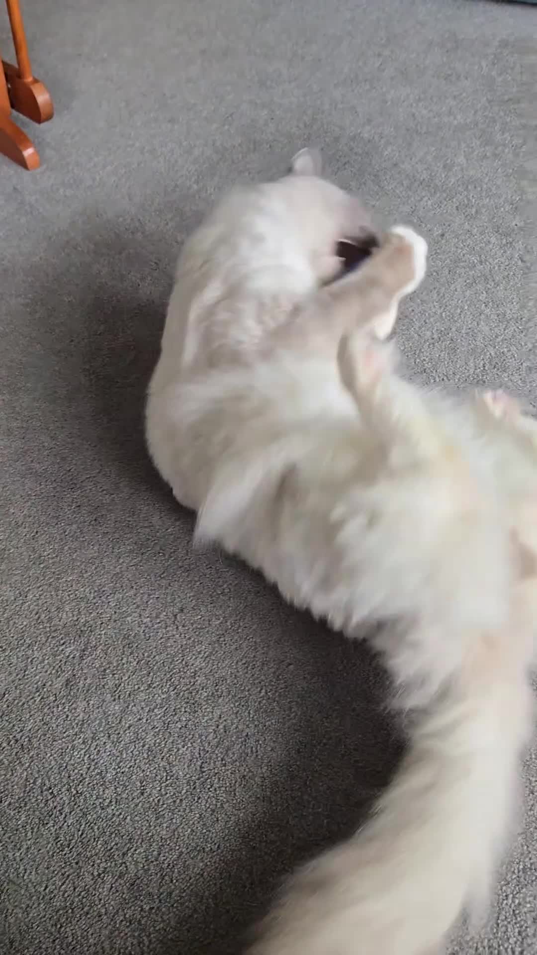 Ragdoll cats for stud: GCCF Active Blue Point Mitted Ragdoll Stud - Video 1