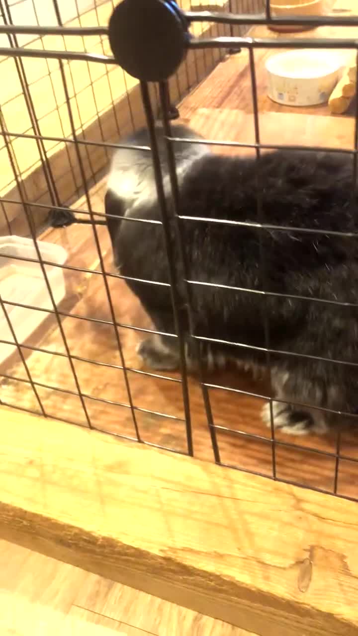 Mini Lop rabbits for sale: 2 Mini Lops 5 Years Old Couple  - Video 2