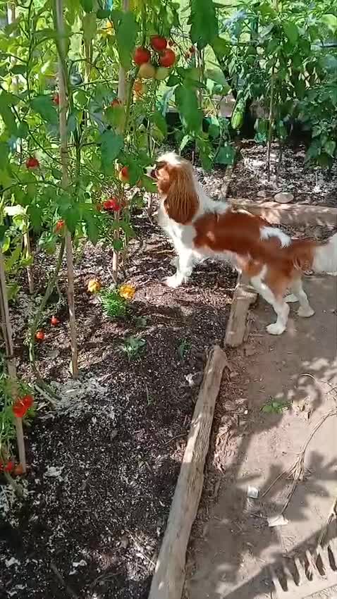 Cavalier King Charles Spaniel dogs for sale: Beautiful Blenheim Cavalier King Charles Spaniel - Video 2