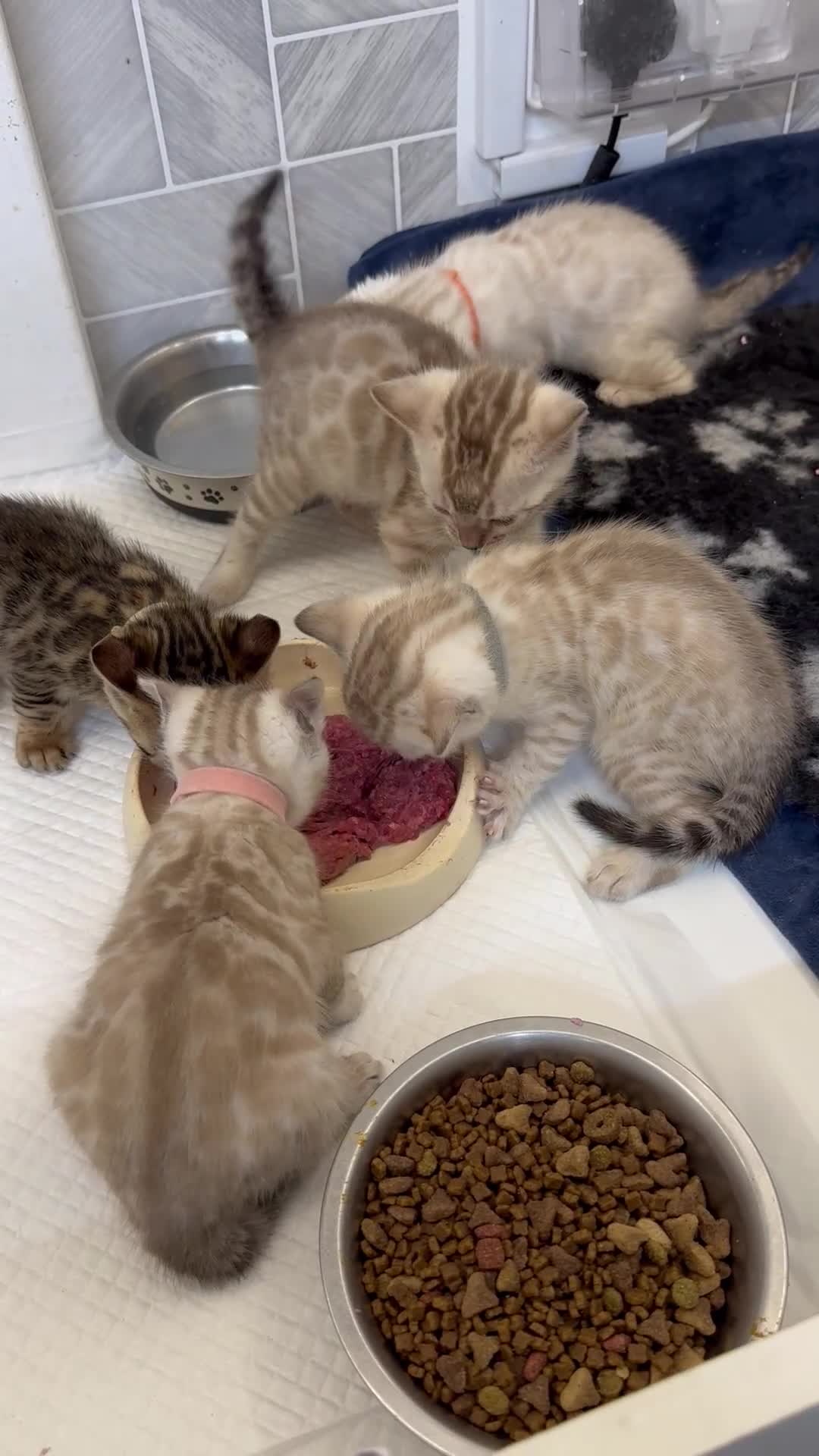 Bengal cats for sale: 2yo TICA Bengal Registered Rosetted Queen  - Video 2