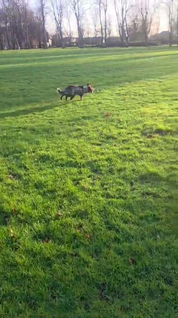 English Springer Spaniel dogs for sale: 10 month old springer spaniel  - Video 1