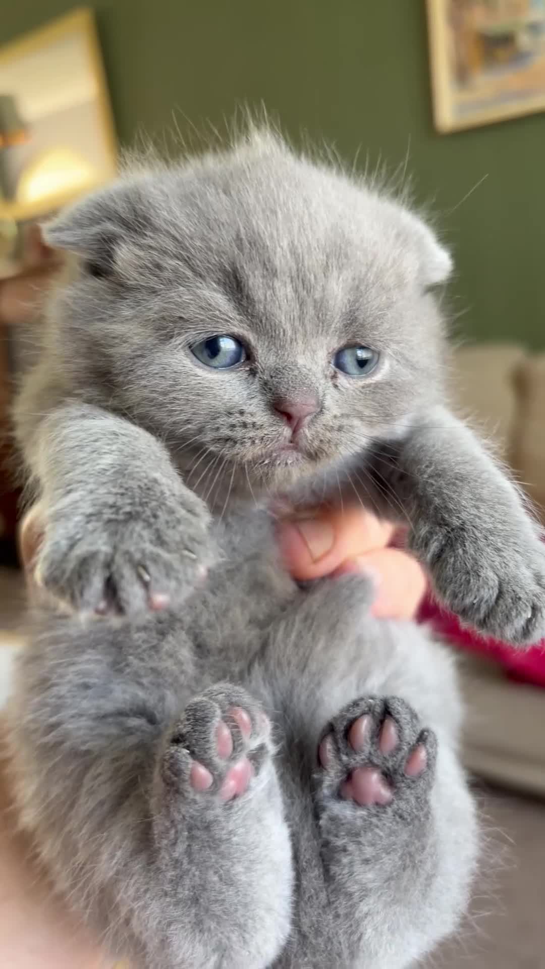 Scottish Fold cats for sale: Beautiful Scottish Fold & Straight Kittens in Wigston - Video 1
