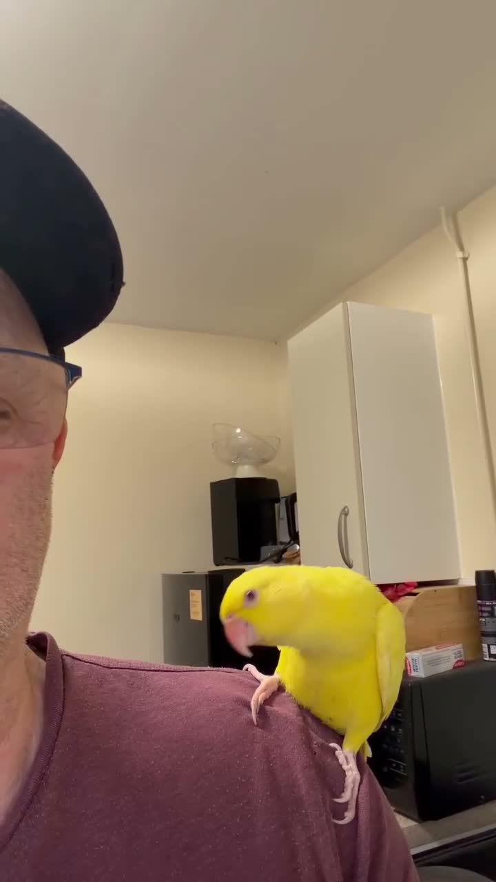 Ringnecks birds for sale: Hand time, ring ringneck in Wickford - Video 1