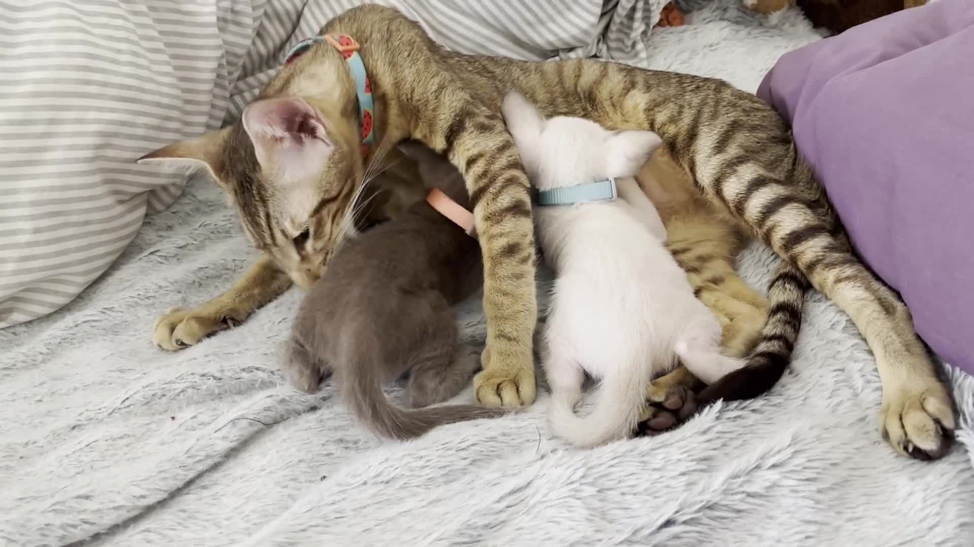 Oriental cats for sale: lilac solid girl and chocolate point boy - Video 1