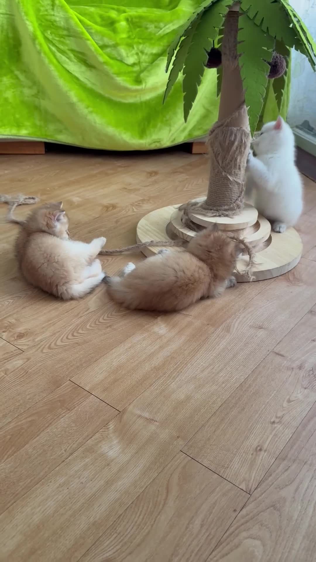 British Shorthair cats for sale: Pure bread British Shorthair  - Video 2