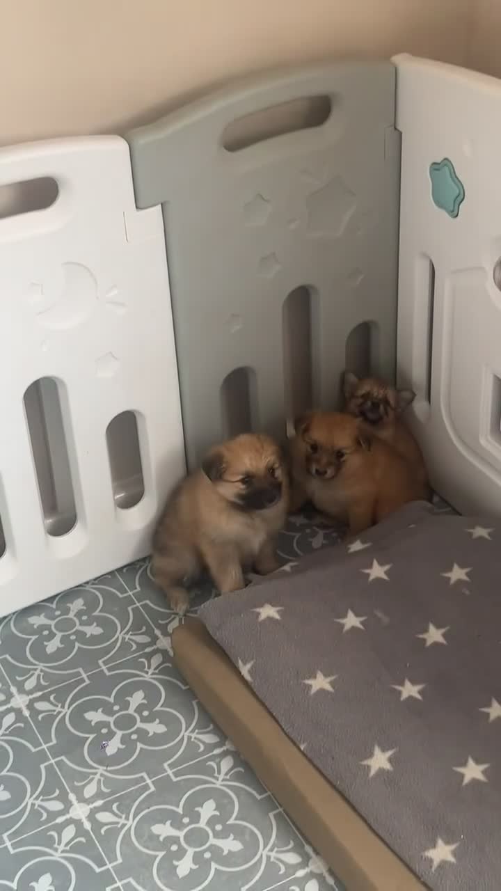 Pomeranian dogs for sale: POMERANIANS - Video 4