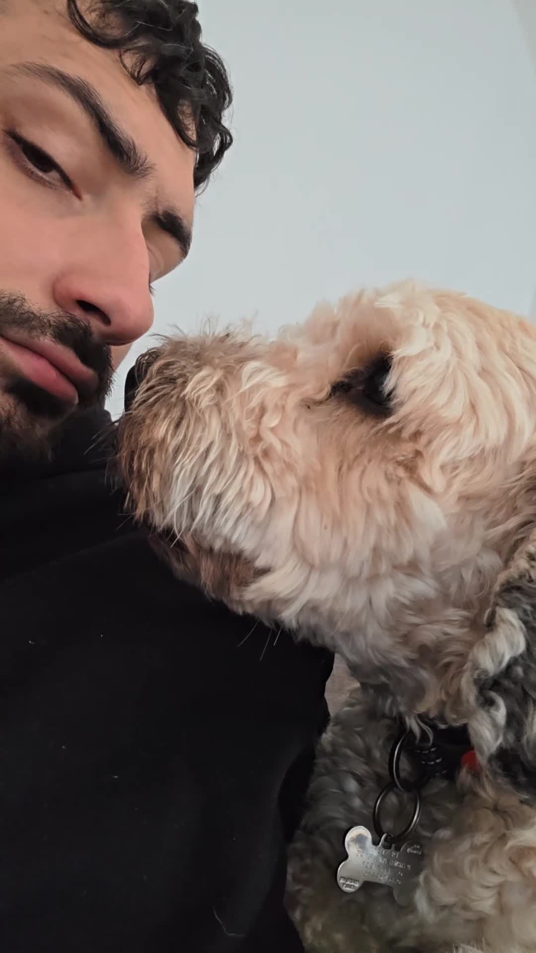 Cockapoo dogs for stud: Dexter in Brandon - Video 1