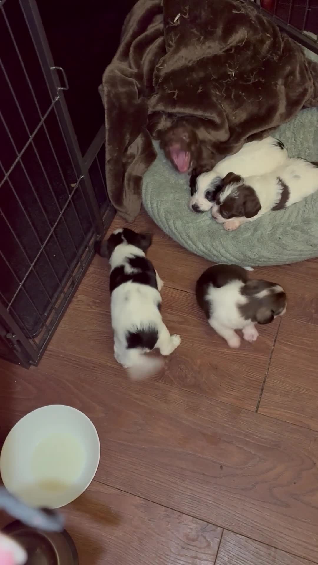 Jackapoo dogs for sale: Stunning Jackapoo puppies in Bolton - Video 1