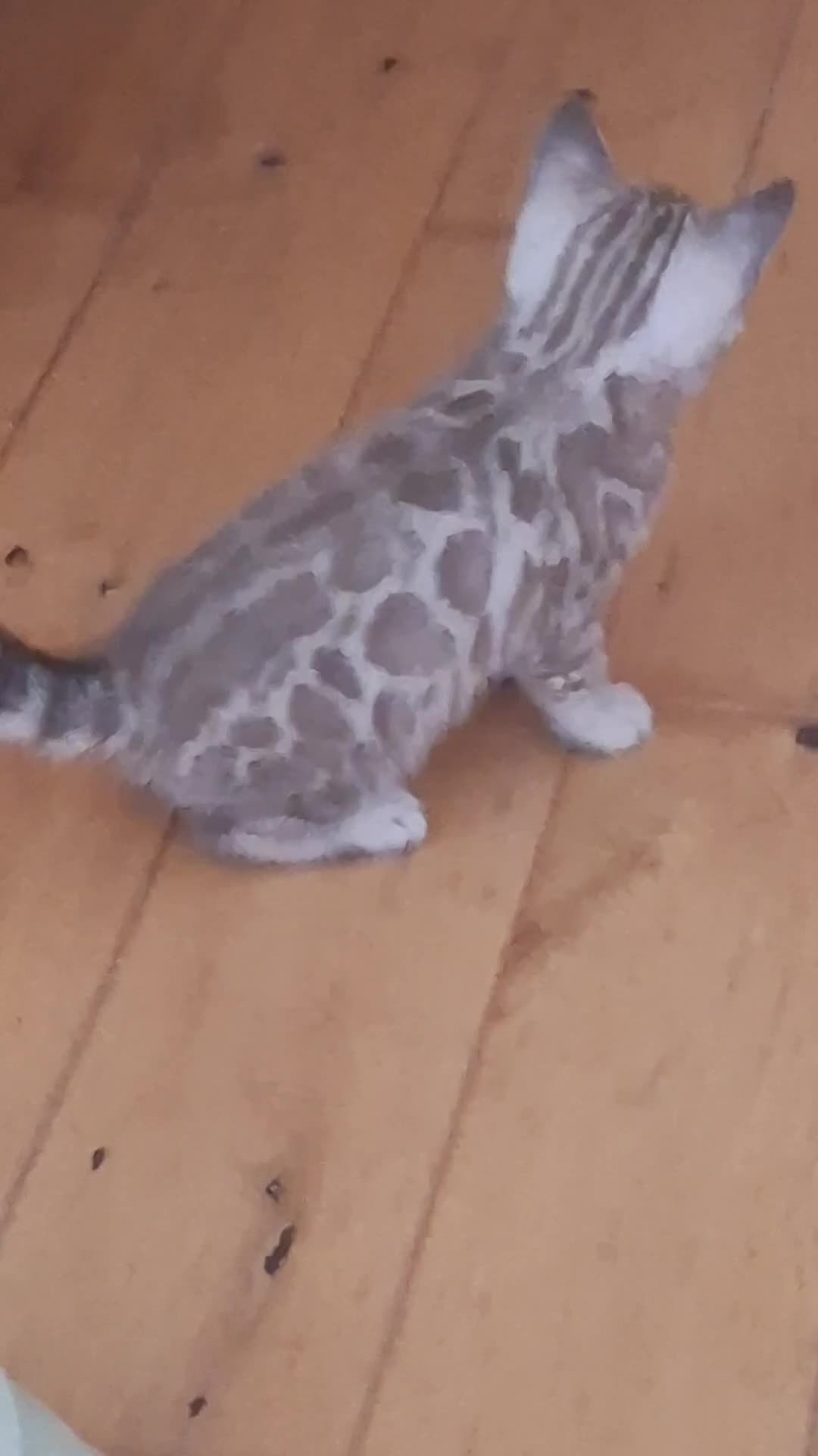 Bengal cats for sale: Bengals rare colours with clouded Leopard pattern in Mexborough - Video 3