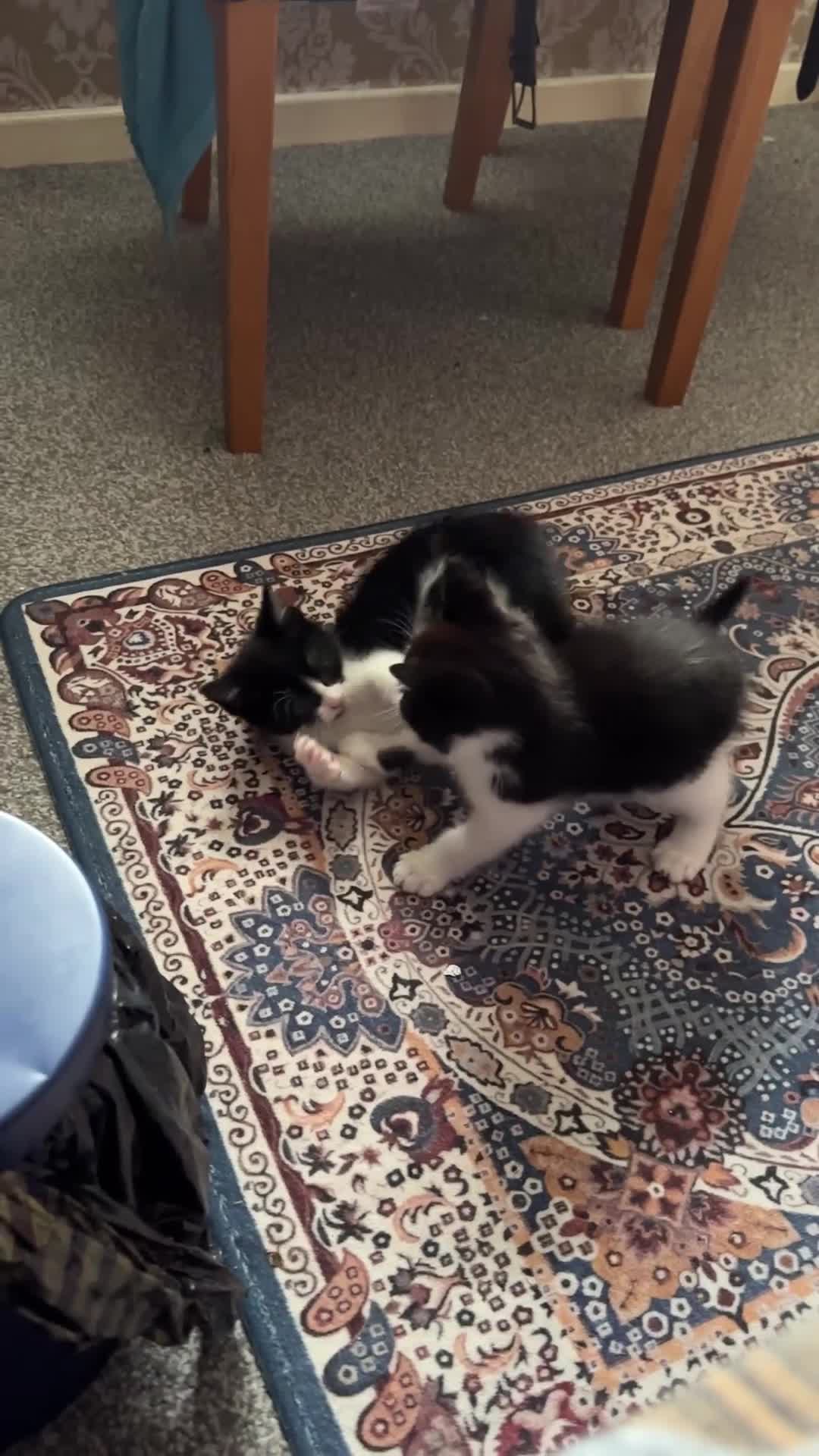 Domestic Shorthair cats for sale: Kitten for sale  - Video 3