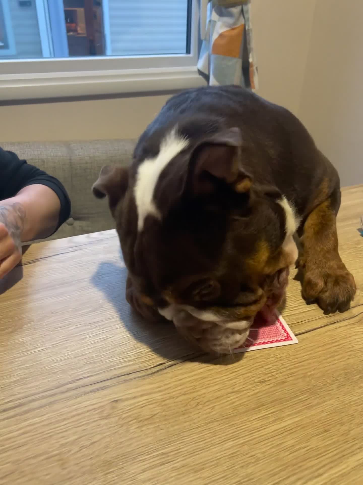 English Bulldog dogs for stud: chocolate tri british bulldog for stud  - Video 1