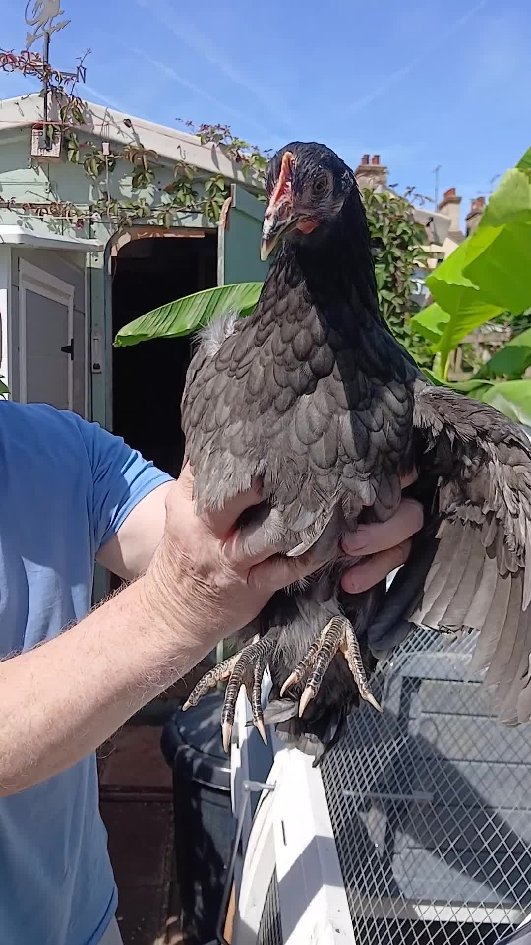 Mixed Breed poultry for sale: 2 x girls - Video 1