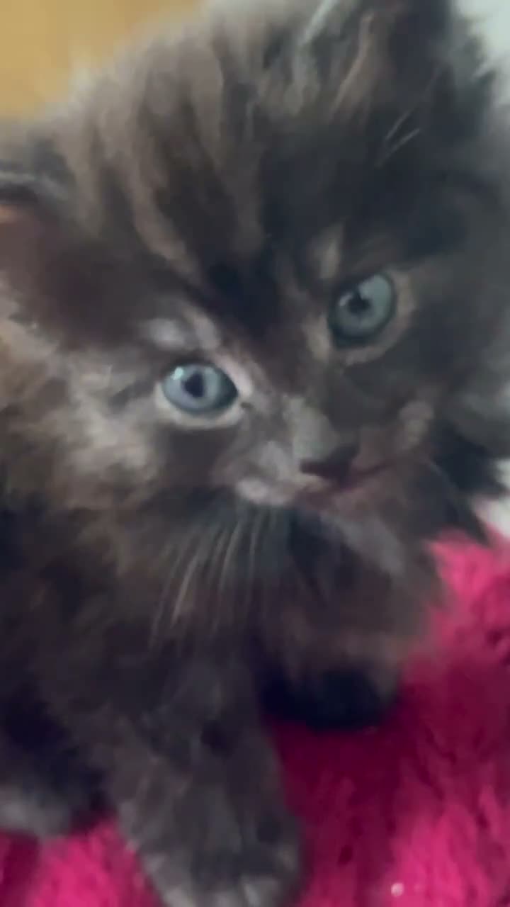 Mixed Breed cats for sale: Extra fluffy kittens - Video 2