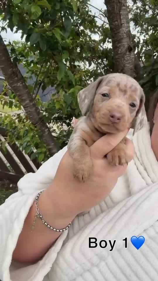Miniature Dachshund dogs for sale: 4 gorgeous boys looking for their forever homes  - Video 2