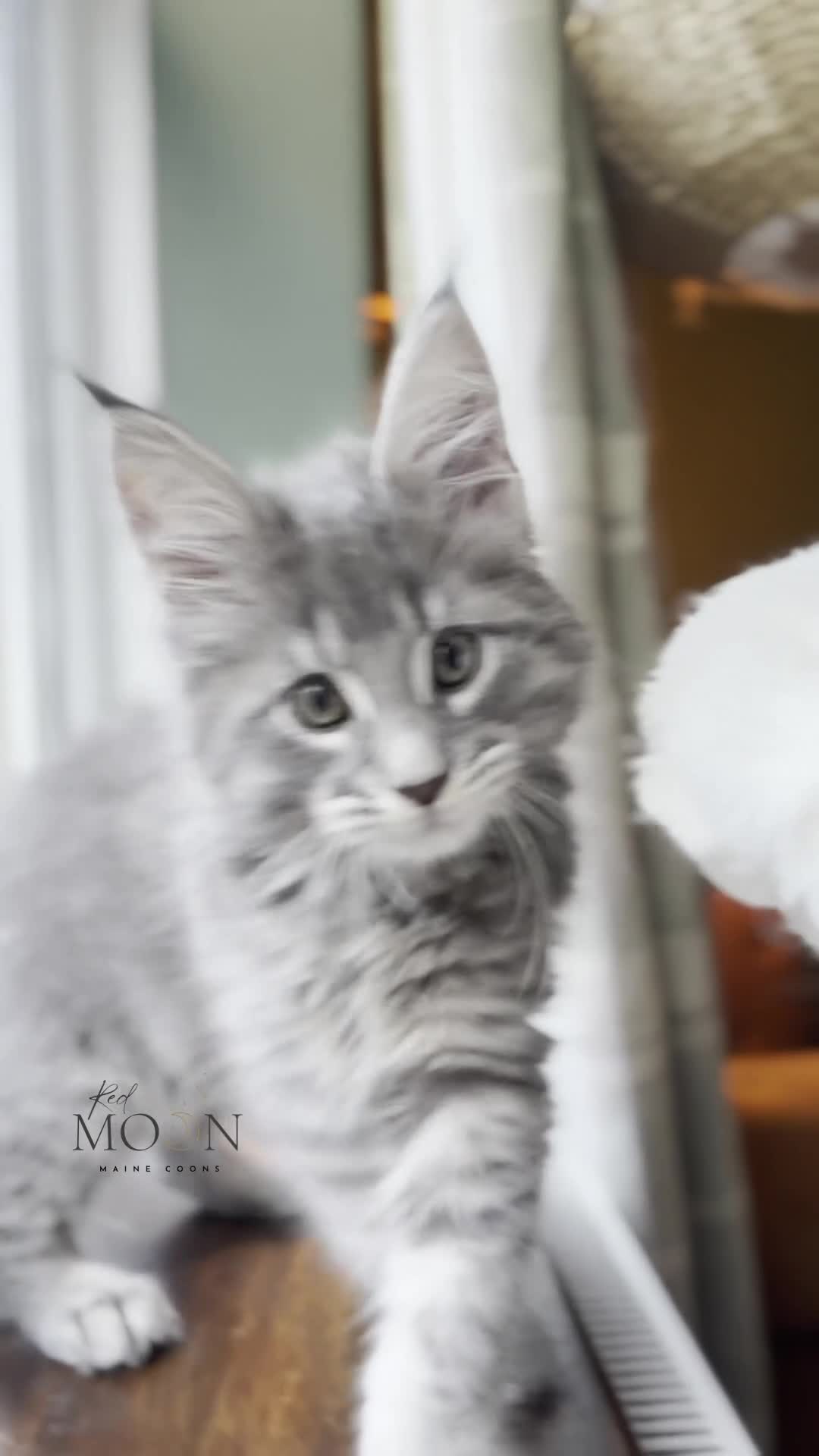 Maine Coon cats for sale: TICA Blue Tabby Maine Coon kitten  - Video 1