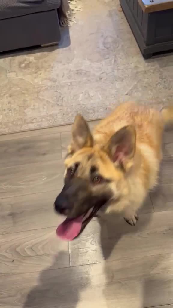 Mixed Breed dogs for adoption: ❤️JILLY❤️ INTELLIGENCE, LOVE & BEAUTY ALL IN ONE  - Video 1