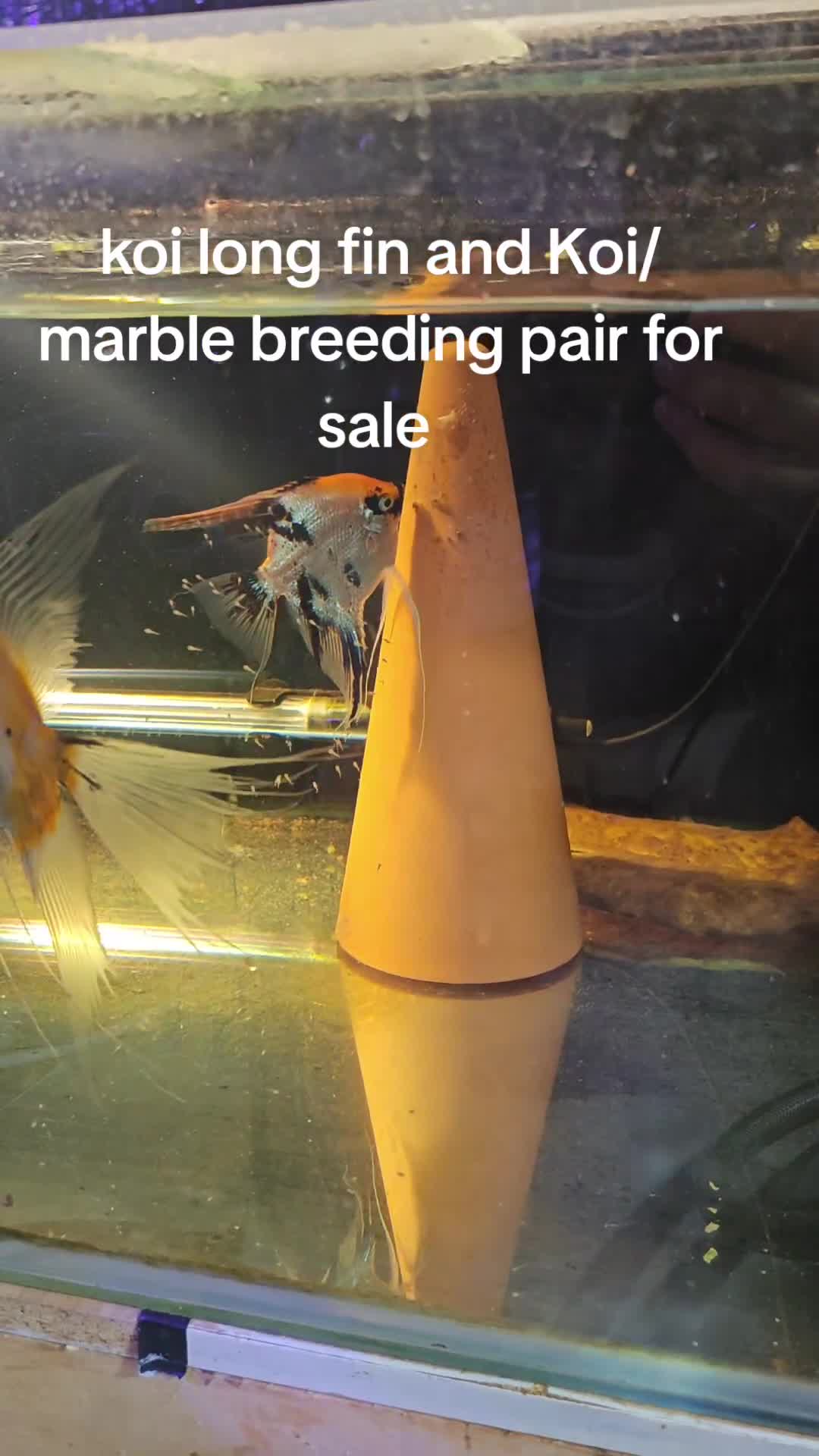 Angelfish fish for sale: Loads angelfish , breeding pairs - Video 3