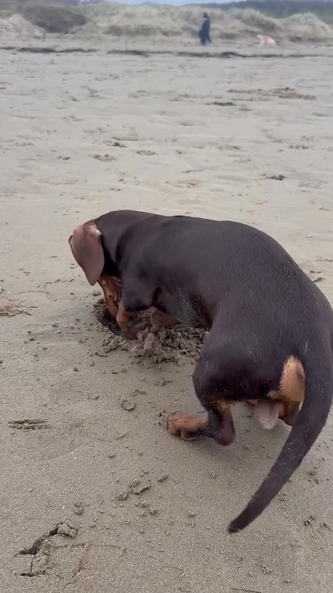 Dachshund dogs for stud: Stud Available — “Rolo” the Chocolate Dachshund  - Video 2