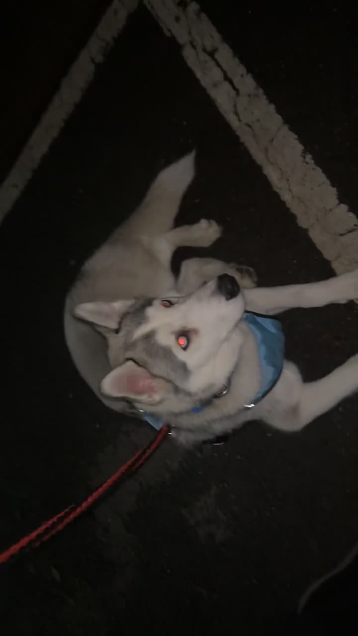 Siberian Husky dogs for sale: Ocean - Video 1