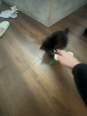 Mixed Breed cats for sale: Beautiful mixed breed kitten 9 weeks  - Video 1