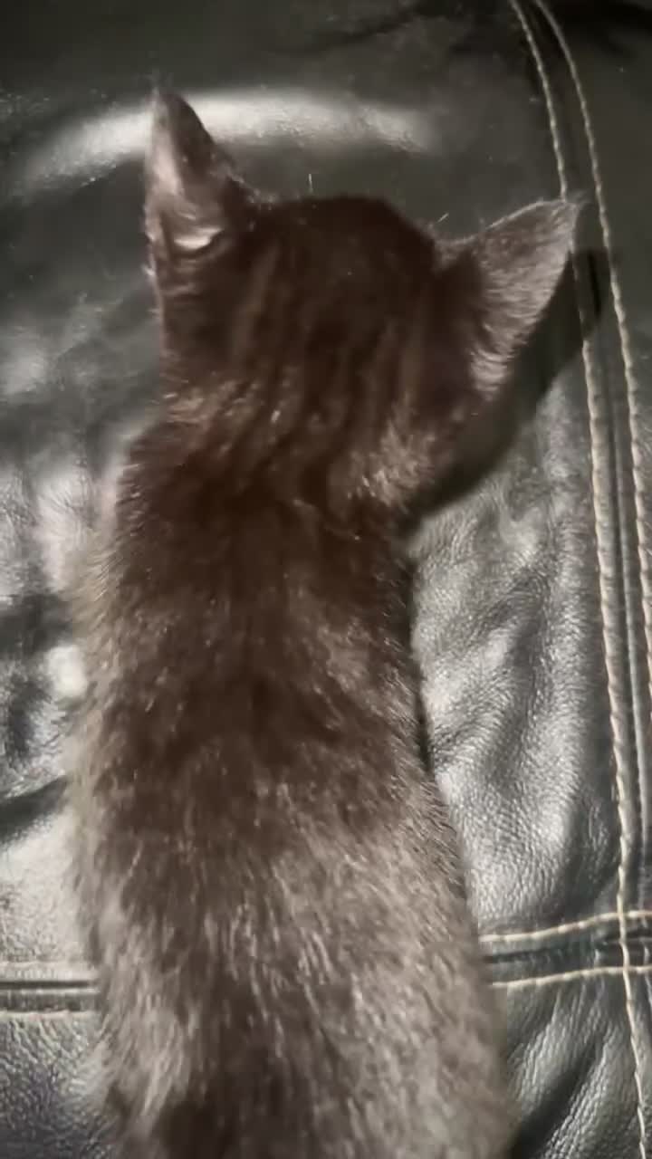 British Shorthair cats for sale: Adorable black half tabby half shorthair  - Video 1