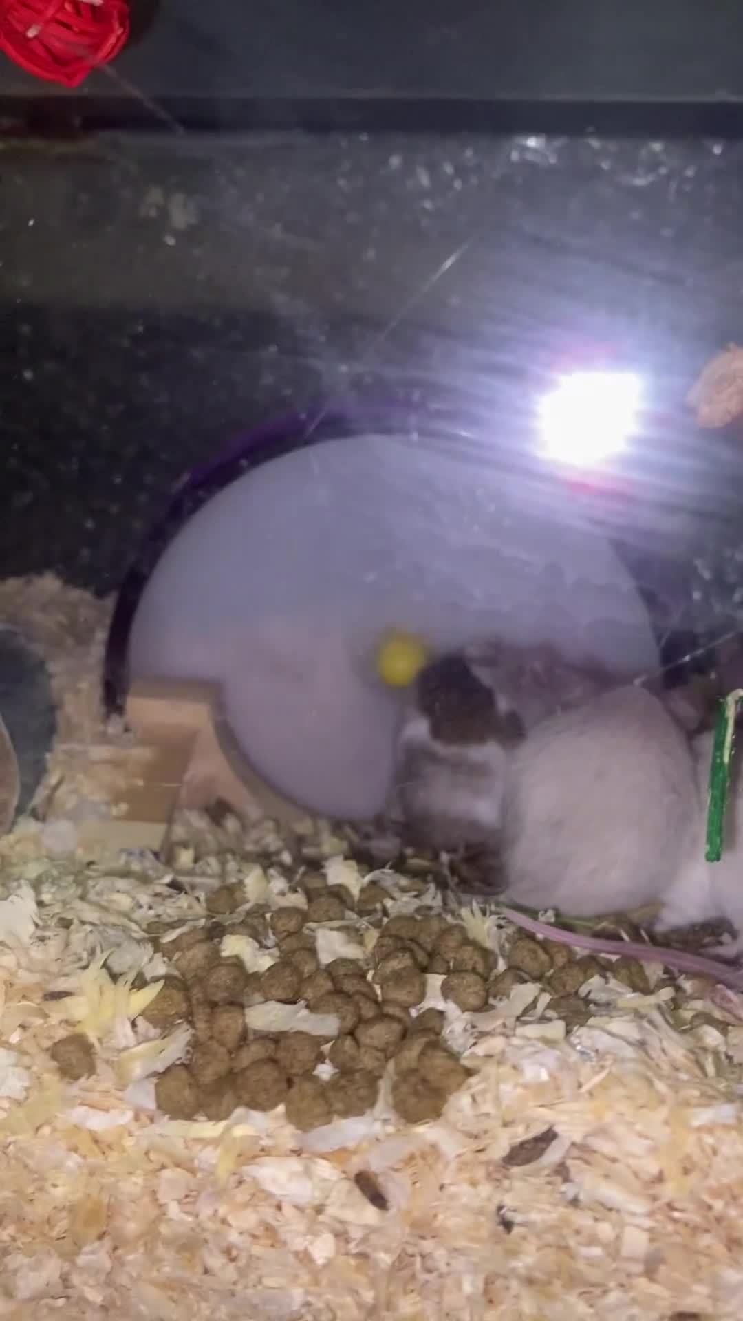 Mouse rodents for sale: 15 males and 12 females mice - Video 1