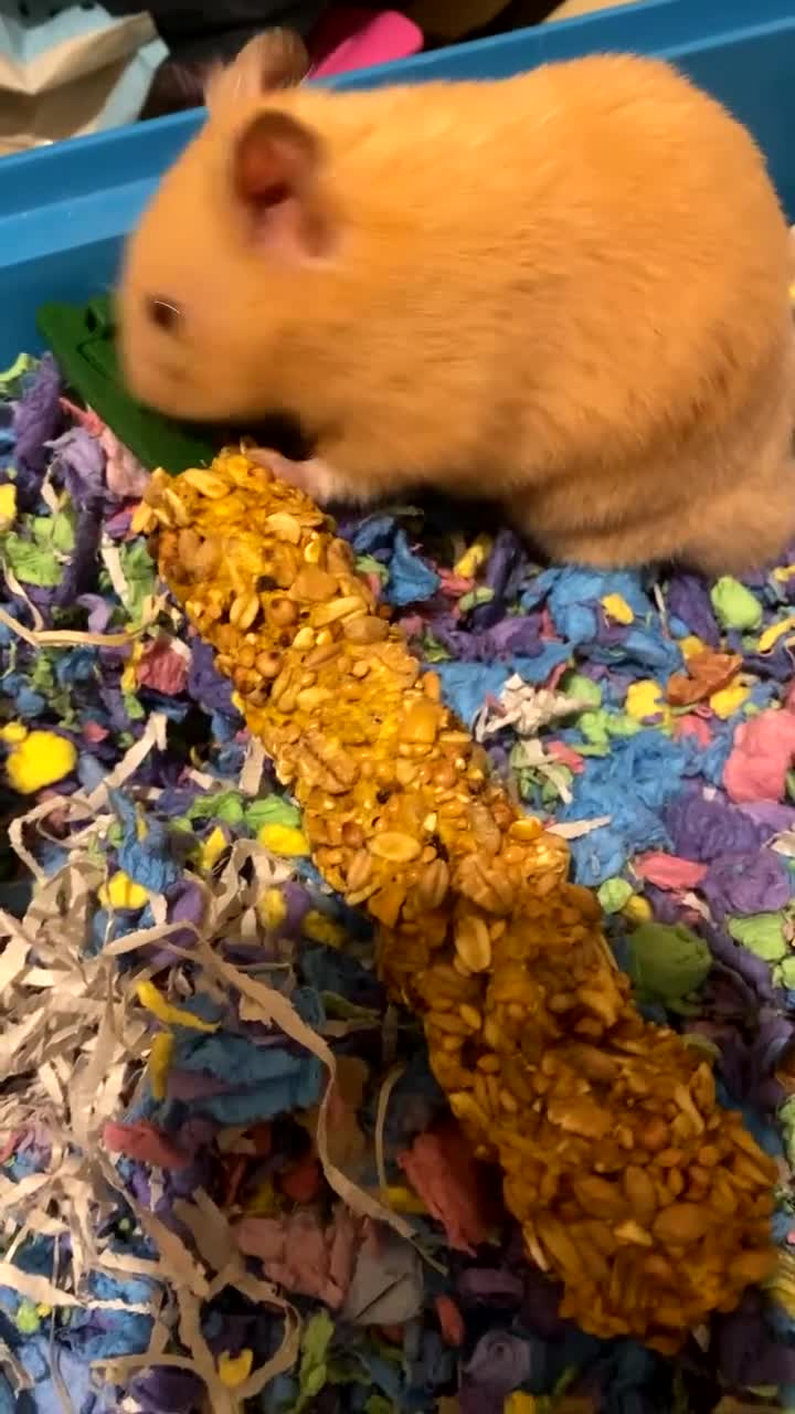 Hamster rodents for sale: Hunny the Syrian Hamster  - Video 2