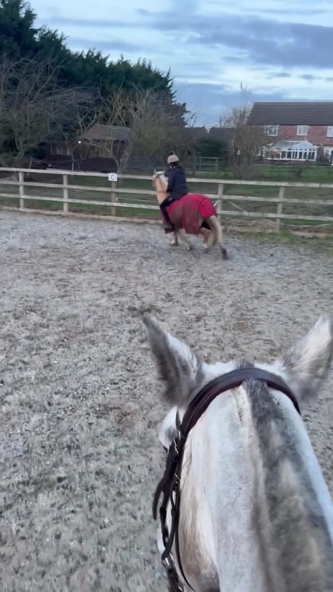 Welsh Section D horses for sale: Beautiful 7 yr old 14hh palomino mare for sale - Video 1