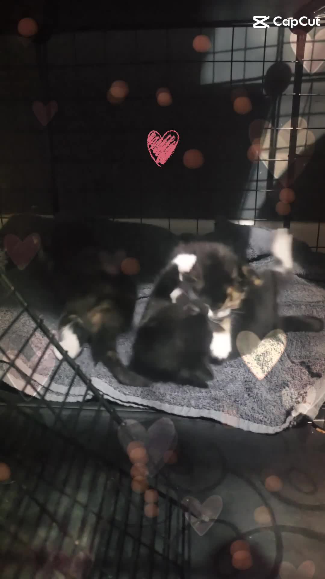 Mixed Breed cats for sale: 5 adorable kittens ready now  - Video 1