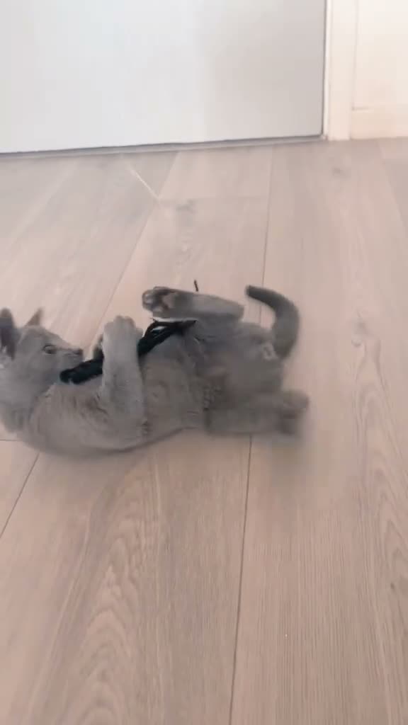 Russian Blue cats for sale: Beautiful Russian Blue Boy – Forever Home 💙 - Video 1