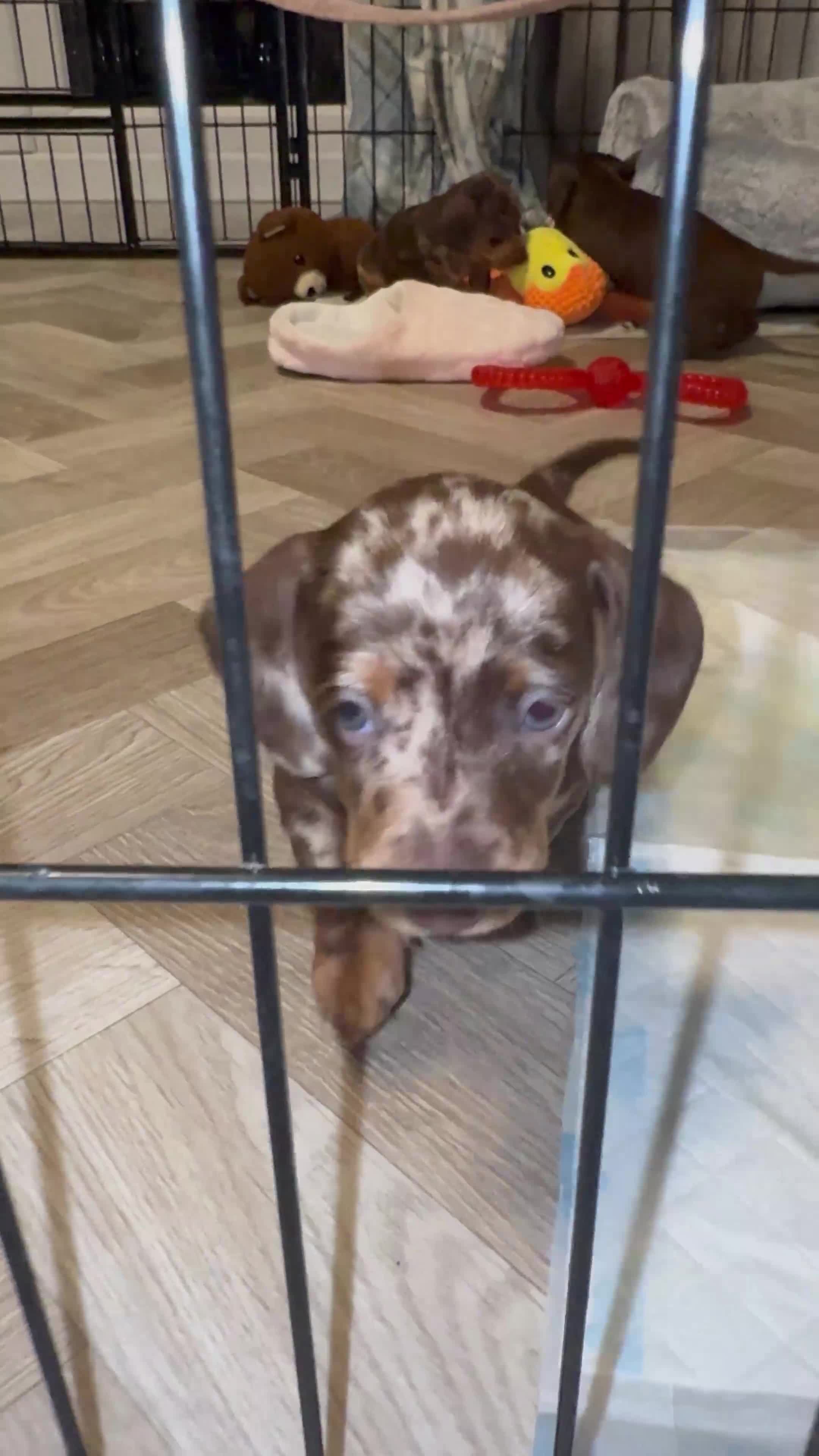 Miniature Dachshund dogs for stud: MINIATURE DAPPLE CHOC/ISABELLA DACHSHUND STUD - Video 4