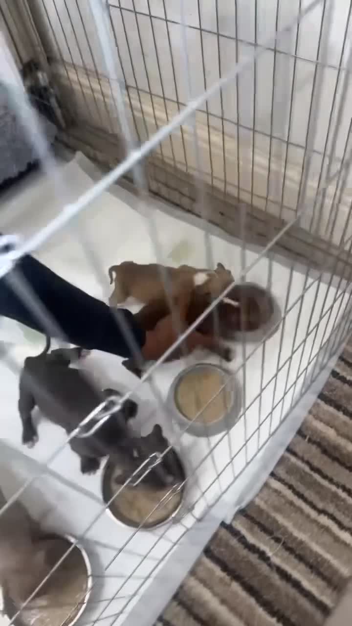 American Bull Staffy dogs for sale: Amstaff rescue puppies need rehoming asap - Video 1