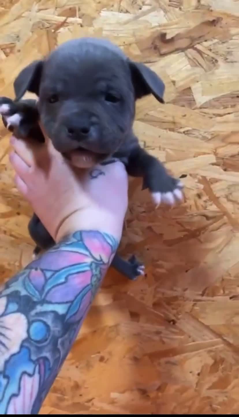 Staffordshire Bull Terrier dogs for sale: 🐶WORMED STAFFORDSHIRE BULL TERRIER PUPPIES 🐶 - Video 2