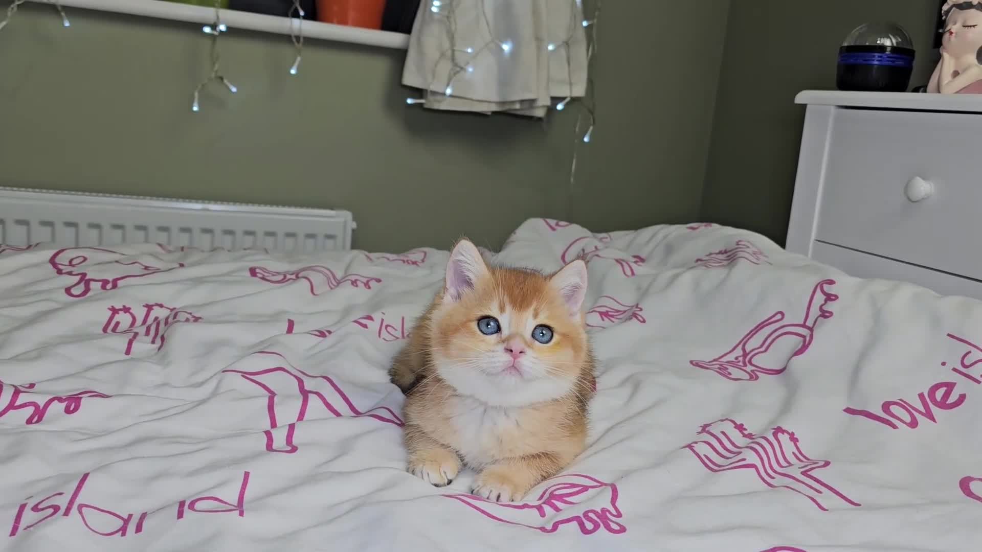 Scottish Fold cats for sale: READY NOW - TICA - SCOTTISH STRAIGHT BOY, NY12. - Video 4