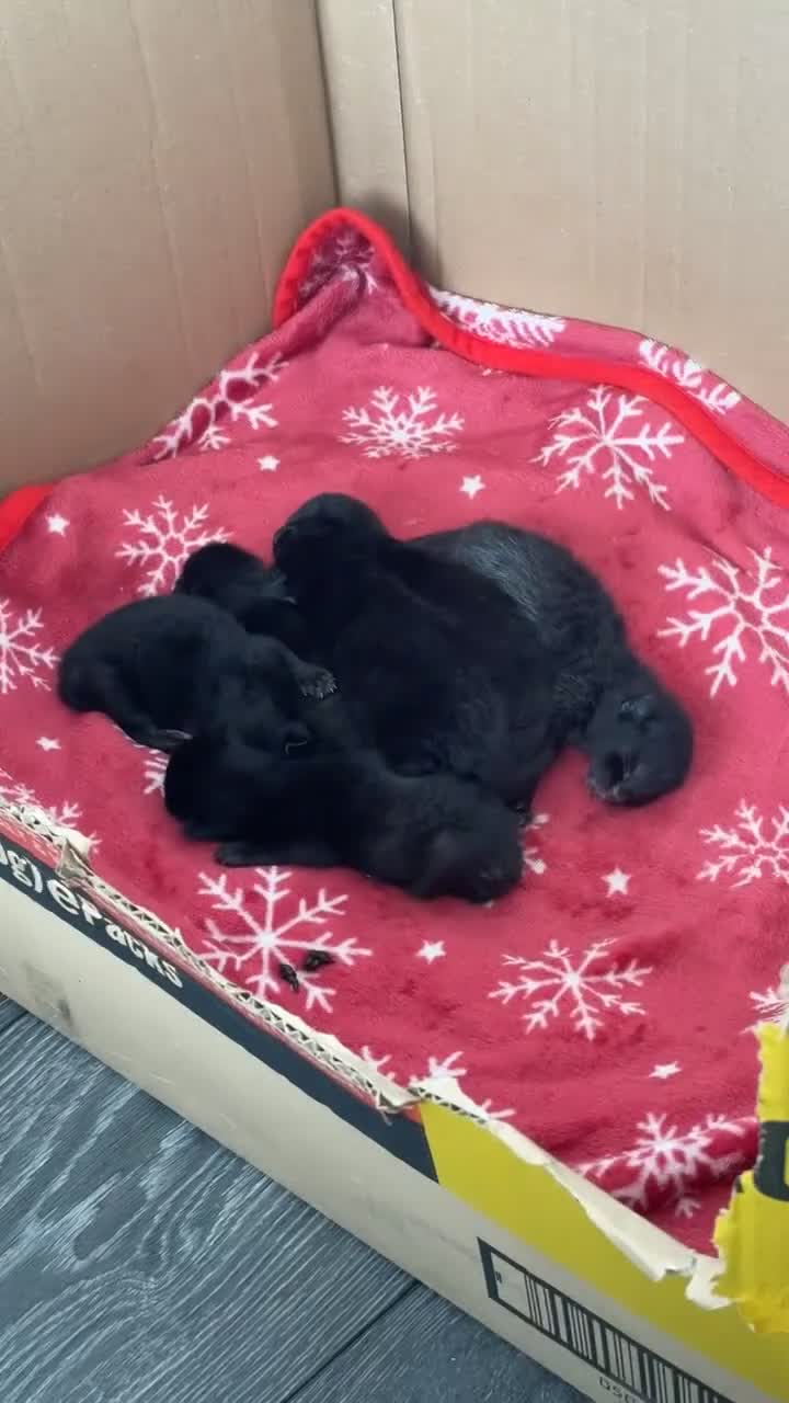 British Shorthair cats for sale: 5 beautiful kittens - Video 1