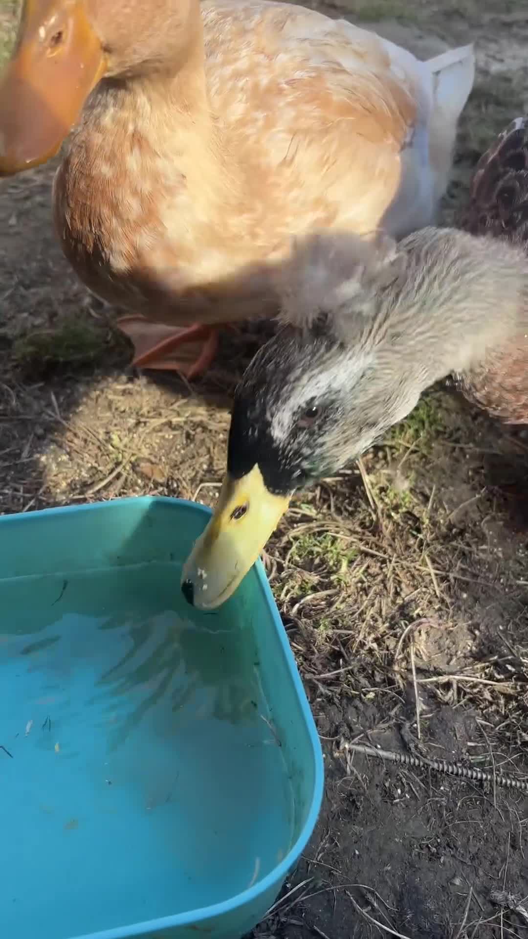 Ducks poultry for sale: Crested ducks  - Video 1