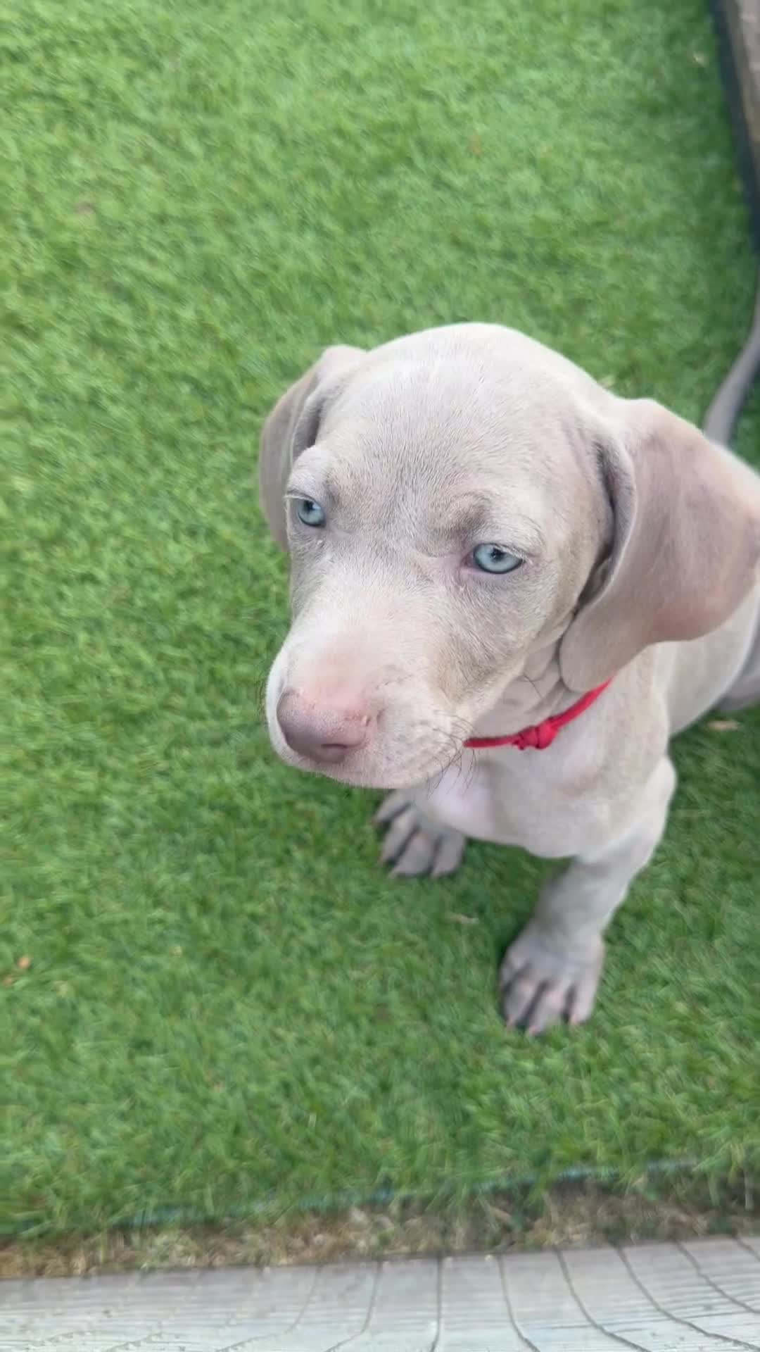 Weimaraner dogs for sale: 7 Weimaraner pups for sale ! - Video 3