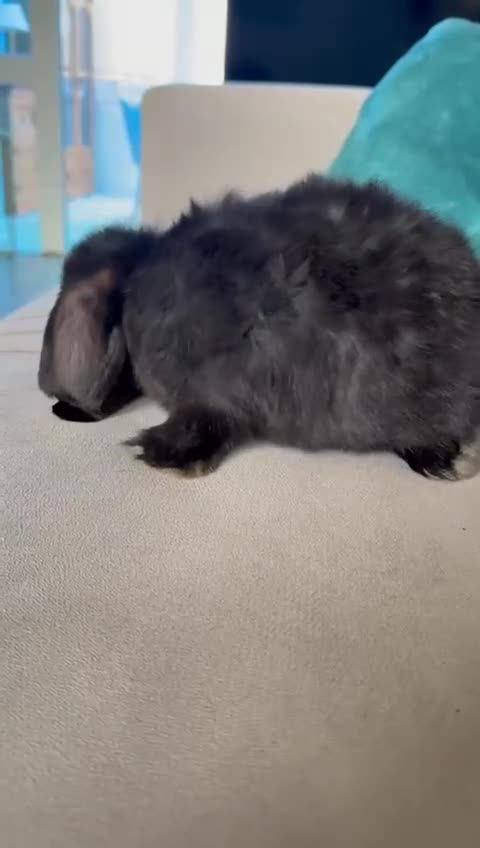 Mini Lion Lop rabbits for sale: 2 males mini loop bunny - Video 2